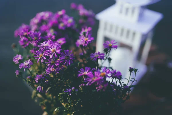 Paarse Bloemen Tuin Donker Stilleven Met Chrysanten Rechtenvrije Stockafbeeldingen