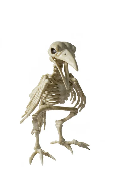 Skeleton Raven em um fundo branco . — Fotografia de Stock