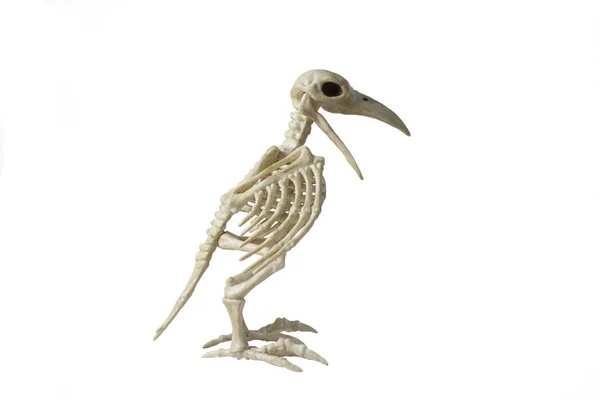 İskelet Raven beyaz bir arka planda.