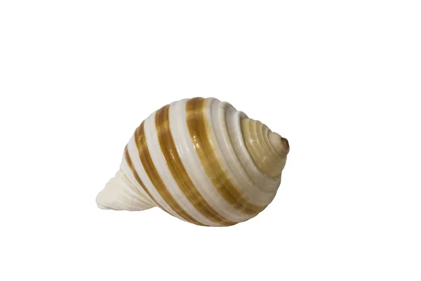 Shell rounded on white background — Stock Photo, Image