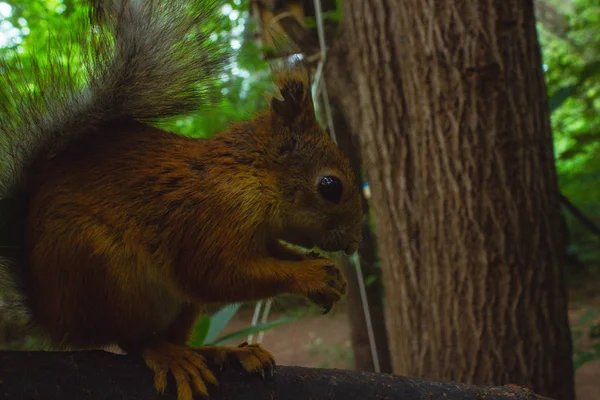 Squirrel in the wild gnaws nuts — Stock Photo, Image