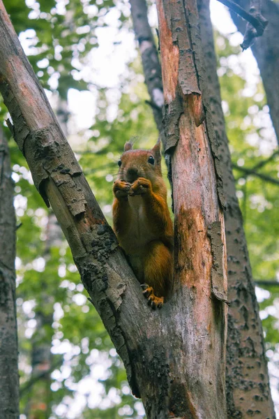 Eichhörnchen in der Wildnis nagt an Nüssen — Stockfoto