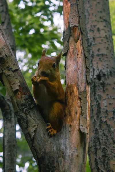 Eichhörnchen in der Wildnis nagt an Nüssen — Stockfoto