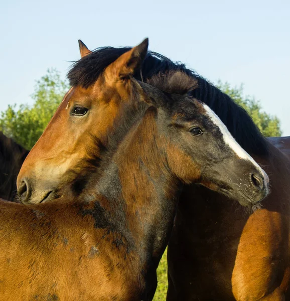Vahşi doğada tay ile At