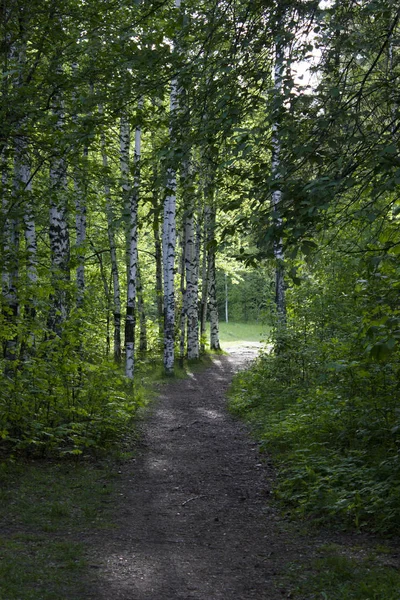 A path in the woods, nature