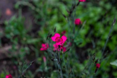 yeşil bahçede pembe çiçek