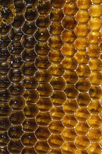 Vue rapprochée du nid d'abeille jaune avec miel doux . — Photo