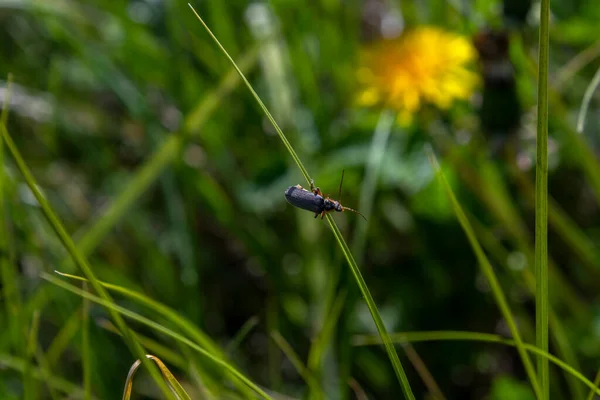 草叶上的甲壳虫 — 图库照片