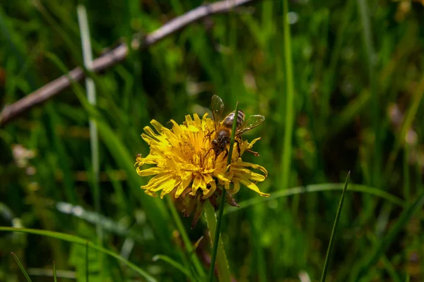 Honigbiene sammelt im Sommer Nektar aus Löwenzahnblüte — Stockfoto