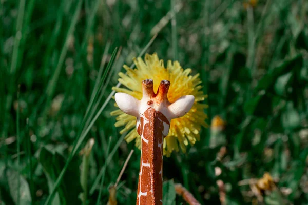 Zabawka realistyczna żyrafa wąchająca żółty mniszek lekarski — Zdjęcie stockowe