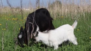 Yeşil arka planda yeşil bir çayırda duran siyah ve beyaz keçi