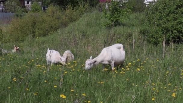 Koza stojící na zelené pastvině s údolím v pozadí — Stock video