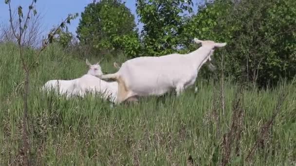 Sekumpulan kambing putih dan coklat muda di padang rumput hijau — Stok Video