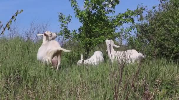 Ένα κοπάδι από νεαρές λευκές και καφέ κατσίκες σε ένα πράσινο λιβάδι — Αρχείο Βίντεο
