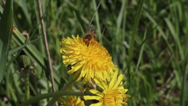 Včela sedí na žlutém jarním květu. Hmyz v přírodní přírodě. — Stock video