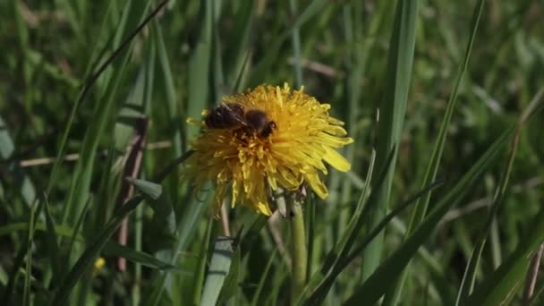 Ett bi sitter på en gul vårblomma. Insekt i det naturliga djurlivet. — Stockvideo