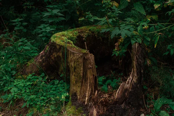 Tronco de árvore velha na floresta, coberto com musgo verde e grama — Fotografia de Stock