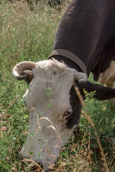 The cow grazes in the meadow close up — Stock Photo, Image