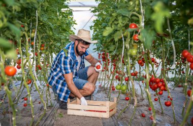 Genç bir adam serasında domates toplarken sağlıklı tarım işine döndü. Doğal sebzeler ve organik gıdalar yetiştiriyor. Bu onun ilk küçük başlangıç projesi.