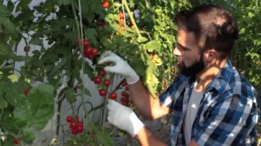 Genç bir adam serasında domates toplarken sağlıklı tarım işine döndü. Doğal sebzeler ve organik gıdalar yetiştiriyor. Bu onun ilk küçük başlangıç projesi.