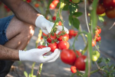 Domates yaprağı tutan çiftçinin elleri sebze üzerinde böcek arayan ve serada taze organik besinli yaprak hastalıklarını önlemek ve korumak için seçici bir odak noktası olan sebzelerin üzerindeki böcekleri tutan çiftçinin elleri.