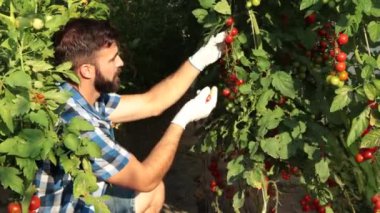 Genç bir adam serasında kiraz domatesi toplarken sağlıklı tarım sektörüne döndü. Doğal sebzeler ve organik gıdalar yetiştiriyor. Bu onun ilk küçük başlangıç projesi.