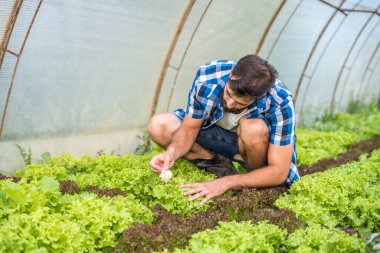 Genç çiftçi, markete ve müşterilerine yüksek kalitede sağlıklı organik gıda sağladığından emin olmak için serasındaki sebzeleri kontrol ediyor.