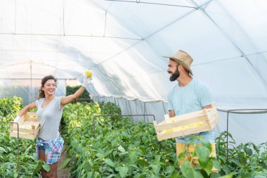Genç tatmin olmuş aile çifti seradaki sepetlerden biber topluyor ve sebzelere gülümsüyor. Küçük işletme olarak ekiyorlar ve sağlıklı ve doğal yetişen organik gıdalara yöneliyorlar.