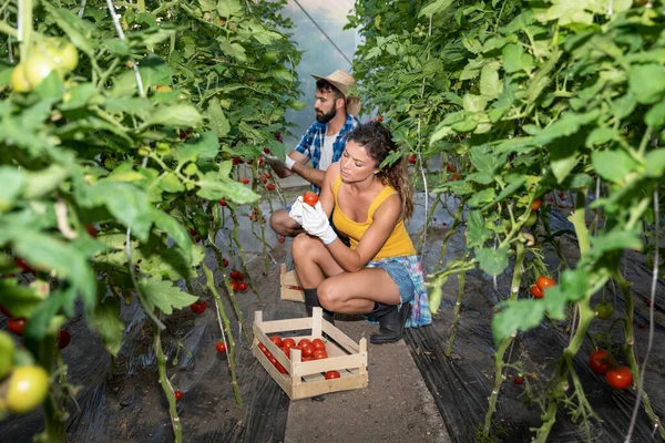 Young family picking up tomato in their greenhouse as they turned to healthy agricultural farming new business of growth natural vegetables and organic food and it is first small start up project