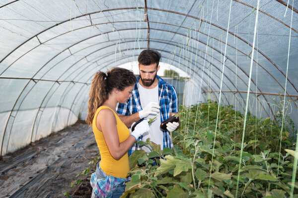 Young satisfied family couple standing in the greenhouse and looking at the vegetables they planted as small business and turning to the healthy and natural growing organic food