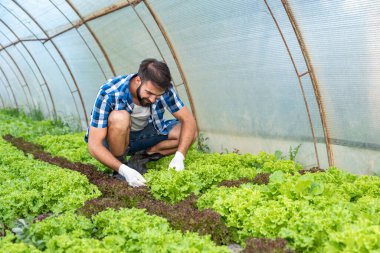 Genç çiftçi, markete ve müşterilerine yüksek kalitede sağlıklı organik gıda sağladığından emin olmak için serasındaki sebzeleri kontrol ediyor.