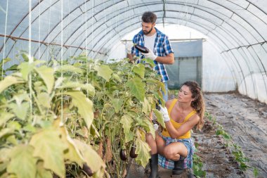 Genç tatmin olmuş aile çifti serada dikilip ektikleri sebzelere bakarak sağlıklı ve doğal yetiştirilmiş organik gıdalara yöneliyor.