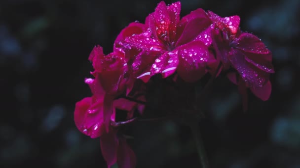 Kebun Ungu Bunga Geranium Pelargonium Pada Hujan Dengan Tetesan Hujan — Stok Video