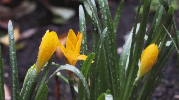 Giardino Giallo Neve Croco Croco Dorato Crocus Chrysanthus Fiori Sulla — Video Stock