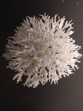Coral blanco en el museo de Barcelona.