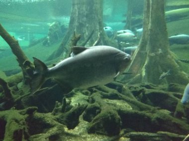 Pez en el fondo del mar.