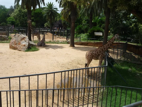 Animales Zoo Barcelona — Stockfoto