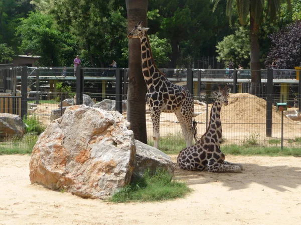 Анималес Зоопарке Барселоны — стоковое фото