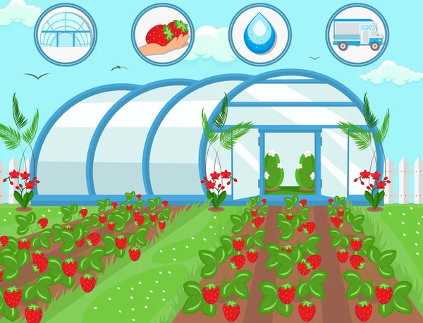 Strawberries in Greenhouse. Vector Illustration — Stock Vector