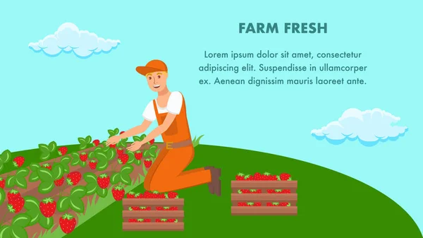 Agricultor plantando brotes de fresa Vector Banner — Vector de stock