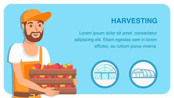 Berry Harvesting Web Banner Plantilla de vector plano — Archivo Imágenes Vectoriales