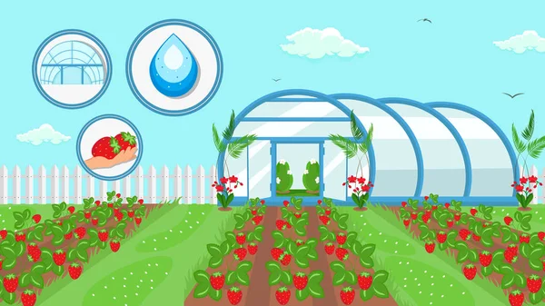Berry Cultivation Farming Technology Ilustración — Archivo Imágenes Vectoriales
