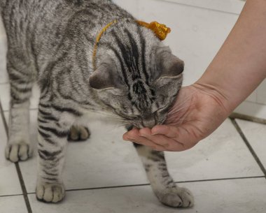 Mutlu kedi bir kızın elinden yemek