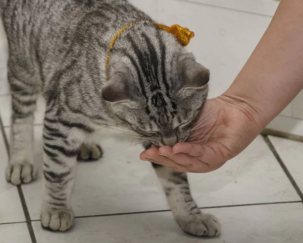 Mutlu Kedi Bir Kızın Elinden Yemek — Stok fotoğraf