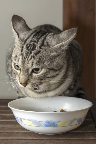 Niedliche Katze Isst Seiner Schüssel — Stockfoto