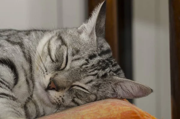 Close-up of a sleepy cat with the head on top of the pillow