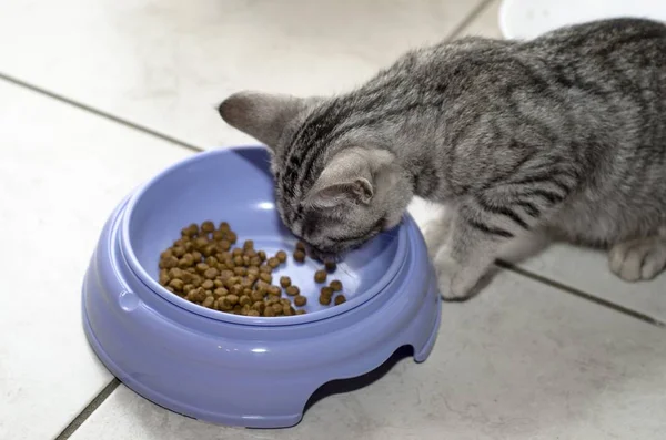 İhale kedi yavrusu onun kase crunches yeme