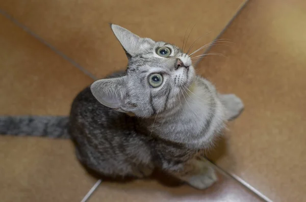 Hale Evde Katta Küçük Kedi Yukarı Bakıyor — Stok fotoğraf