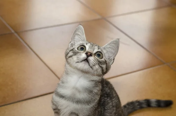Tenero Piccolo Gatto Sul Pavimento Casa Guardando Verso Alto — Foto Stock
