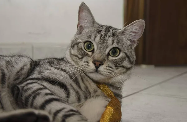 丁寧で好奇心旺盛な表情の家畜猫のクローズアップ — ストック写真